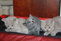 Tres lindos gatitos